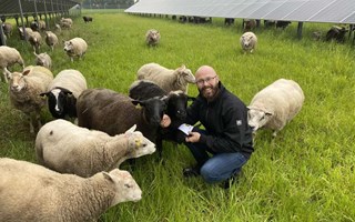 Fårbondens solklara idé gör dubbel nytta