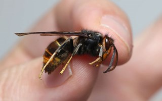 Rustar för att möta farlig invasiv bålgeting