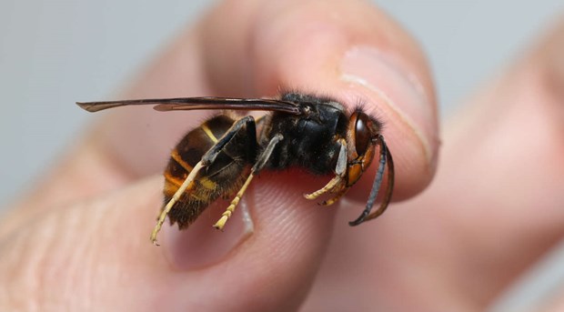 Rustar för att möta farlig invasiv bålgeting Rustar för att möta farlig invasiv bålgeting